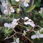 Begonia solimutata Lorea
