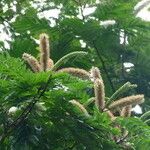 Pentaclethra eetveldeana Flower
