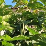 Catalpa bignonioidesফল