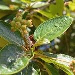 Guettarda scabra Fruit