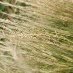 Aristida adscensionis Fruit