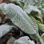 Stachys germanica Folha