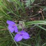 Tradescantia occidentalis Elinympäristö