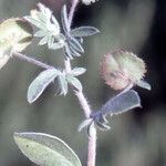 Anthyllis circinnata Fruit