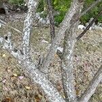 Cryptostegia grandiflora Bark