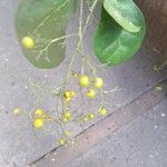 Ehretia tinifolia Fruit