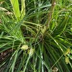 Puya mirabilis Leaf