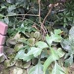 Philodendron pedatum Кора