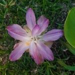 Curcuma aromatica Flor