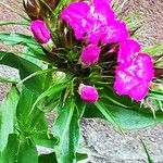 Dianthus barbatusFlower