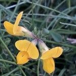 Lotus parviflorus 花