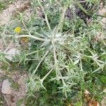 Eryngium campestre葉