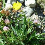 Hieracium villosum Habitus