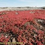 Crassula vaillantii Hábito