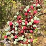 Pistacia terebinthus Fruit