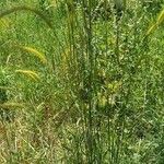 Hordeum bulbosum Leaf