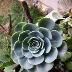 Echeveria australis Leaf