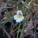 Euphrasia salisburgensis Lorea