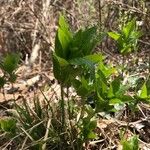 Mercurialis perennis Hoja