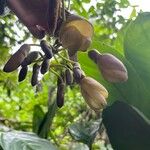 Mucuna urens Flor