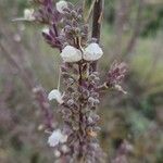Salvia apiana Flower