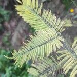 Acacia dealbata Leaf