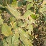 Lagerstroemia parviflora Folio