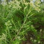 Cassinia quinquefaria Flower