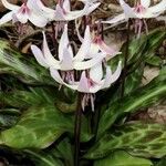 Erythronium hendersonii Flower