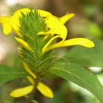 Barleria oenotheroides Kwiat