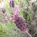 Lavandula pedunculata Flor