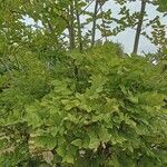 Fraxinus pennsylvanica Leaf