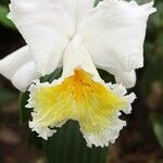 Sobralia leucoxantha 花