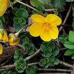 Waldsteinia ternata Цветок