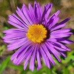 Symphyotrichum novae-angliae Blüte