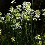 Arabis procurrens موطن