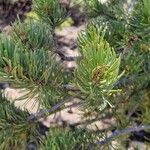 Pinus edulis Folha