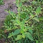 Solanum physalifolium Liść