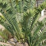 Encephalartos trispinosus Pokrój