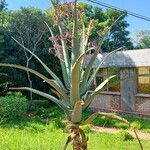 Aloe divaricata Хабит