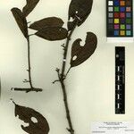 Maripa reticulata autre
