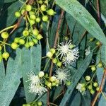 Eucalyptus camaldulensis花