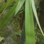 Angraecopsis parviflora Leaf