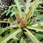 Lactuca indica Hoja