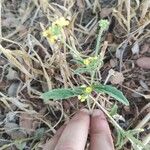 Camelina microcarpa برگ