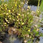 Cotula coronopifolia Цветок