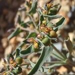 Euphorbia sulcata Habit