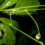 Pavonia castaneifolia Leaf