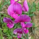 Lathyrus latifoliusFloare