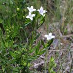 Stenaria nigricans Vivejo